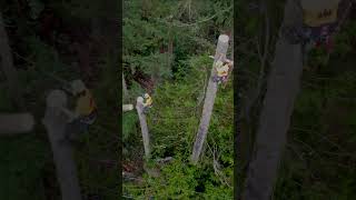 Twin Pine Takedown. We had 4 in the trees..stay tuned to see the rest. #shorts #pine #chainsaw #pnw