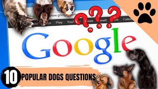 The Top 10 Most Googled Questions About Dogs