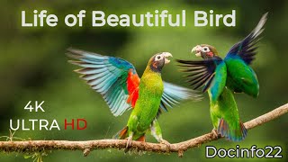 Life of beautiful birds in hindi #bird #wildlife #hindi #documentary #nest #egg