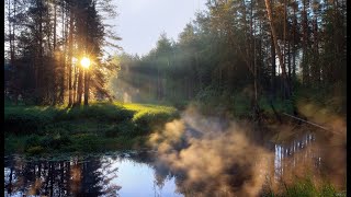 Звуки природы/Шум утреннего леса/Пение птиц/Слушать в наушниках.