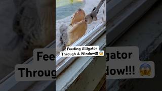 Feeding Alligator Through A Window!!! 😱🐊#shorts #alligator