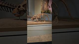 Exploring Ceratopsian Evolution: Triceratops and Protoceratops Displays at the Field Museum #fossil