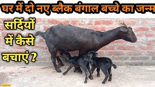 2 वर्ष अनुभव !! समृद्ध बकरी पालन खुशहाल जीवन ।। black Bengal Goat Farm!! cross breed Goat Farming