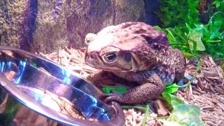 Cane Toad  - Enjoying Morning Breakfast