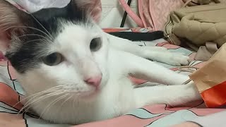 CAPTURING CAT FUNNY MOMENTS #funnycatvideos #funny #catvideos #funnyvideos #cat #catfunny