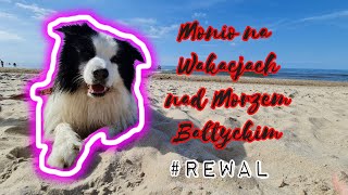 Border Collie na Wakacjach nad Morzem Bałtyckim 😉 3 tygodnie w przyczepie kempingowej #Rewal #Border