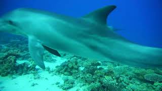 Scuba diving Dolphin House Red Sea Egypt