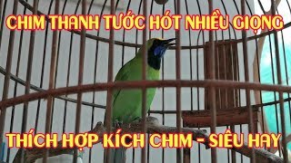 Chim Thanh Tước hót nhiều giọng siêu hay (Thích hợp để kích chim hót)