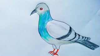 How to Draw A Cute Pigeon by a Pencil Colour step by step by #P4_Arts_Gallery