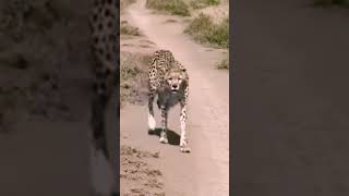 Anxious mum in search of her cubs.... #youtubeshorts #safarimoments #wildlife #like #comment