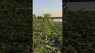 Лотосы на озере в селе Шопино, Белгородская область. Lotuses on the lake in the village of Shopino