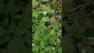 Maple Seedlings During Spring 🍁⛅🌳 #shorts