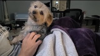 Rylies"Saturday Morning Snuggles and Rubs! #cute #Rylie #yorkies #viralvideo