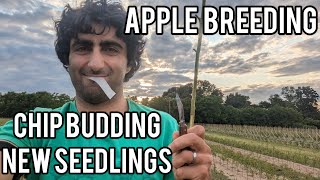 Keepers Nursery apple breeding project. new seedling varieties mid August.