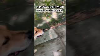 ALMOST CRASH WITH DOG im ON SCOOTER