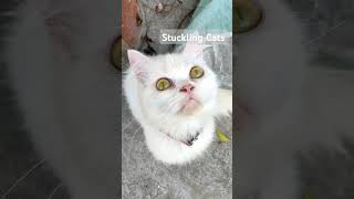 Stuckling Cats