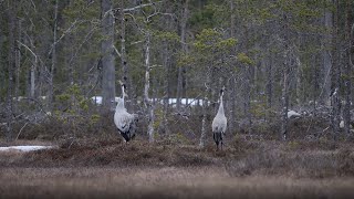 Birds in the mire in Spring: Crane, Black Grouse, Bean Goose.