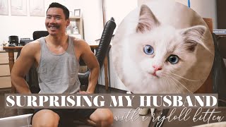 Surprising My Husband with a Ragdoll Kitten 🐈😍 + Cat Essentials ZooPlus Haul