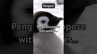 Penguin: "Pebble Proposals: Love on the Antarctic Ice ❄️💍"