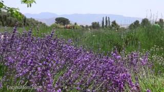 When Does Lavender Bloom? In June!