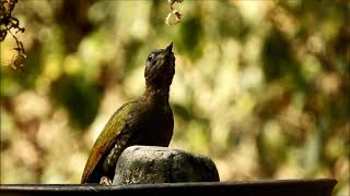 lesser yellow naped woodpecker 2