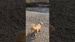 Goldendoodle Spring Day #shorts #goldendoodle #dog #puppy #pup #cute #birds #spring #cute #film