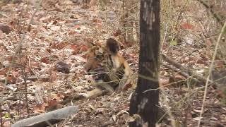 Tiger Cub waits for mommy who goes hunting at Bandhavgarh-May 2024