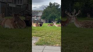 Deers are resting early in the morning except the young one. 🦌 #shorts #deers #morning