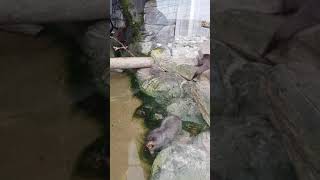 Otter eet rivierkreeft