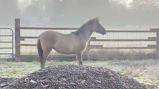 Carina, Hispano-Kiger filly having a Kate Bush moment