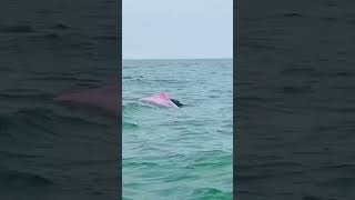 Stunning pink Dolphin spotted