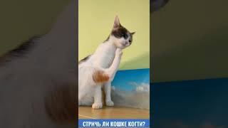 Стричь ли кошке когти? #shorts