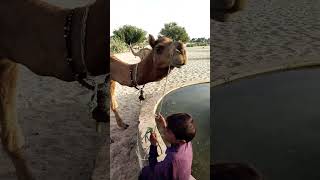 Camel Masti with onwer#trending #viral #shorts