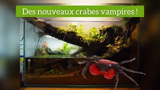 On rajoute des CRABES dans le PALUDARIUM ! (ils sont trop stylés !)