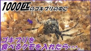 蟻戦争Ⅲ＃57 ゴキブリを食べるクモに1000匹のゴキブリを与えたら？～数の暴力が体感できる動画～編～1000roaches vs Spider～