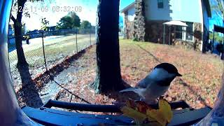 Camera Footage of birds eating with BBPECO bird feeder and camera