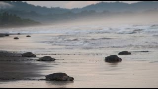 Sea turtles nesting by the thousands in Costa Rica