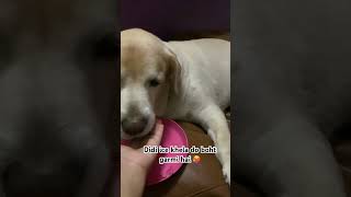 Itni garmi 🥵#doglover#labrador #pets#viralvideos#shorts#youtubeshorts#cute#maakaladla#garmi