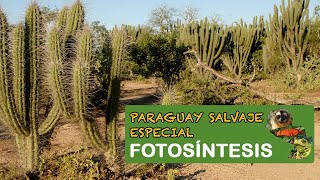 Paraguay Salvaje Especial: Fotosíntesis