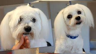 PetGroooming - Maltese Transformation!