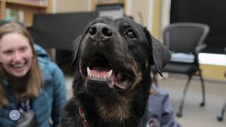 MINES Minute: PAUSE for PAWS at Arthur Lakes Library