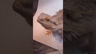 Bearded dragon #DreamTrackAI