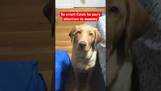 Our Pup Caleb is sweet and SMART #viralshort #goldenretriever #viralvideo #viralreels #trending