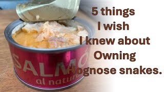 5 things I wish I Knew before owning hognose