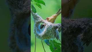 birds #youtubeshorts #viral #trendingshorts