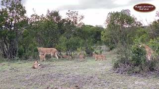 The 𝐏𝐨𝐫𝐢𝐧𝐢 𝐏𝐫𝐢𝐝𝐞 of Lions in Ol Pejeta Conservancy