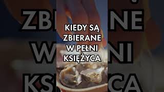 PEŁNIA KSIĘŻYCA wpływa na SMAK owoców morza?! 🍤🌛