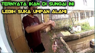 ikan di sungai ini lebih suka umpan alami ketimbang umpan buatan. ini buktinya !!