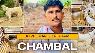 Hansa Goat 🐐 Ke Kishan Shivkumar Yadav Ji Goat Farm Full Tur Quality Goat 🐐 Hansa चंबल के हंसा बकरे