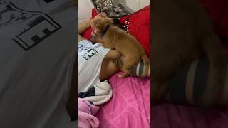 #dog #puppies #jump #cute #bed #baby #shorts #trending